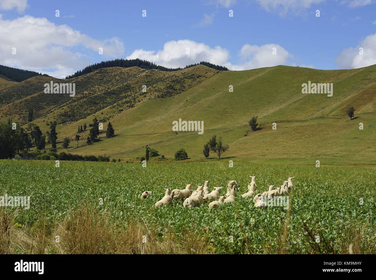 Le pecore saltano su un'area verde nel nord dell'Isola del Sud della nuova Zelanda. (30 gennaio 2016) | utilizzo in tutto il mondo Foto Stock