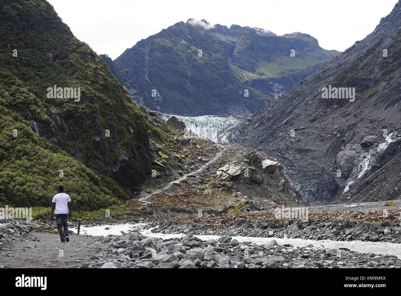 La lingua glaciale del Fox Glacier sulla costa occidentale dell'Isola del Sud della nuova Zelanda. (28 gennaio 2016) | utilizzo in tutto il mondo Foto Stock