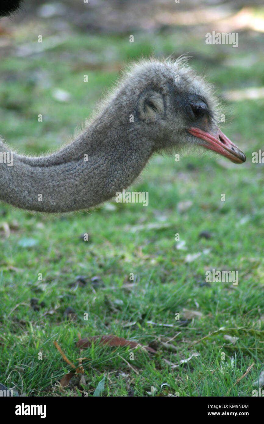 Lion Park, la testa di uno struzzo, Struthio camelus Foto Stock