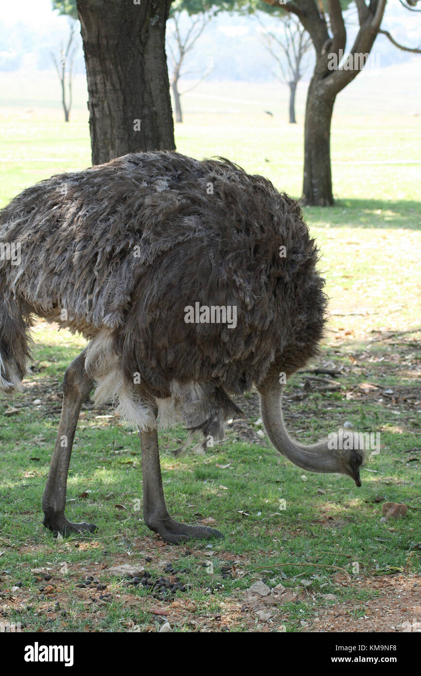 Lion Park, struzzo femmina in piedi e mangiare sotto un albero, Struthio camelus Foto Stock