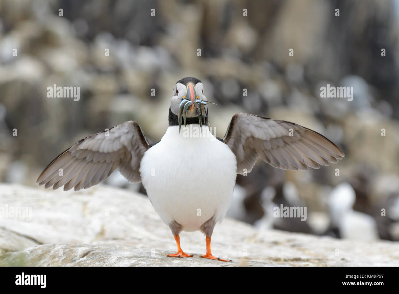 Atlantic puffin (fratercula arctica) con pesce pescato nel becco, guardando la telecamera, farne islands, Northumberland, Inghilterra, Regno Unito. Foto Stock