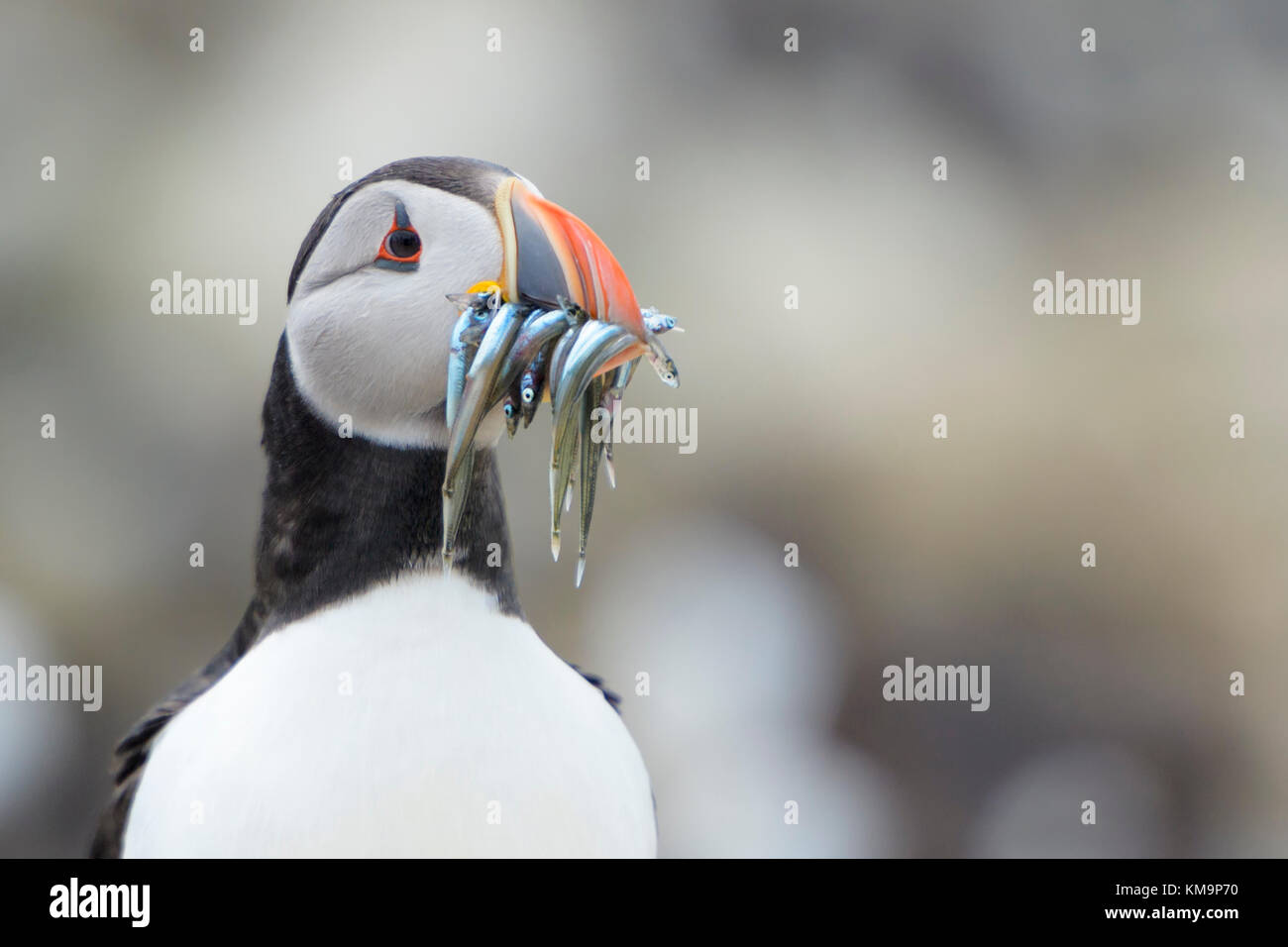 Atlantic puffin (fratercula arctica) ritratto, con pesce pescato nel becco, farne islands, Northumberland, Inghilterra, Regno Unito. Foto Stock