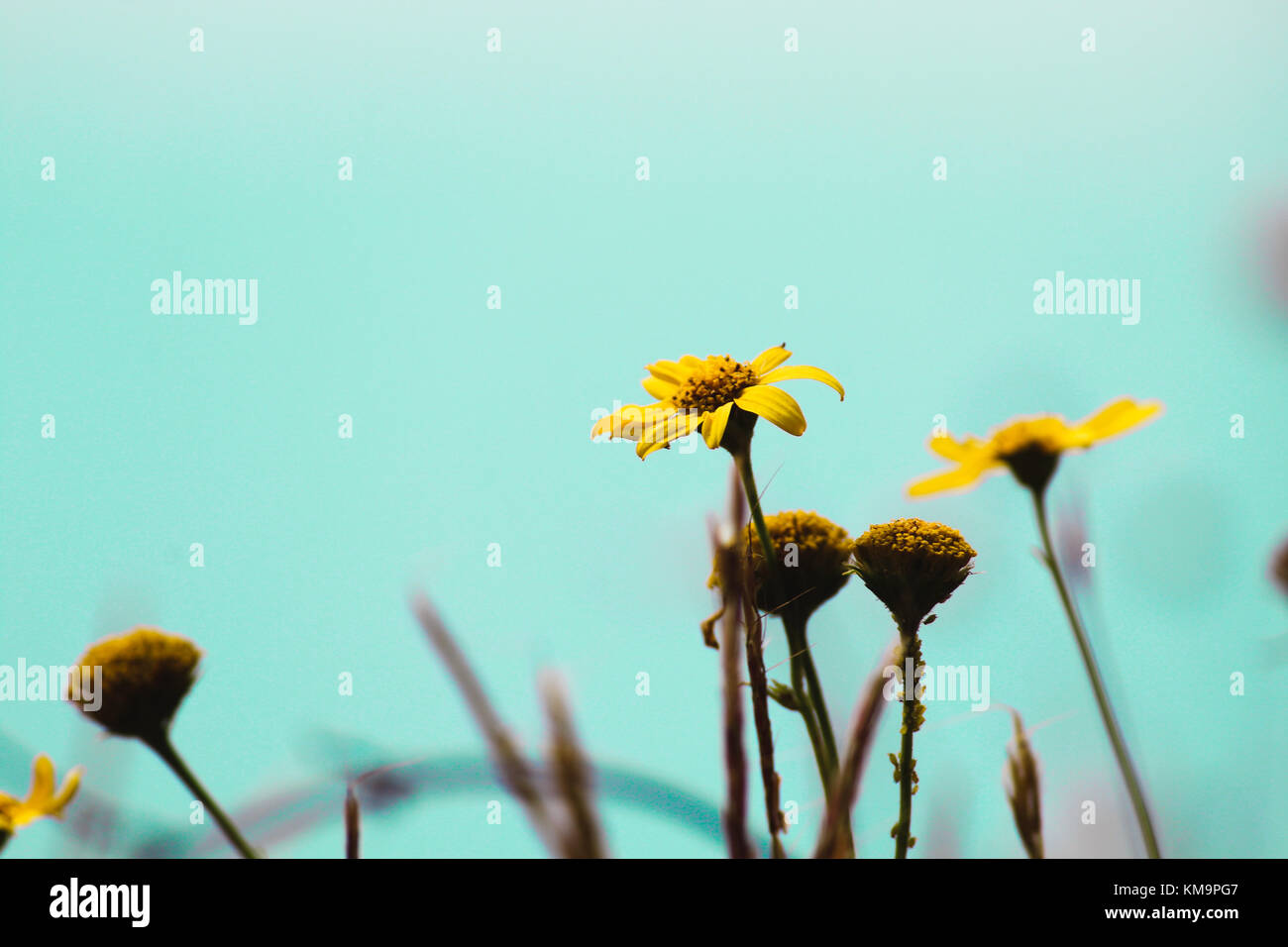 Alcuni bellissimi sentieri non può essere scoperto senza perdersi. Foto Stock