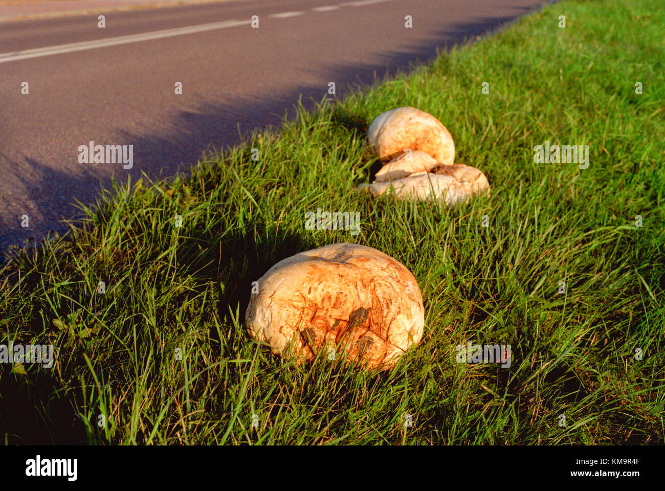 Calvatia gigantea Foto Stock