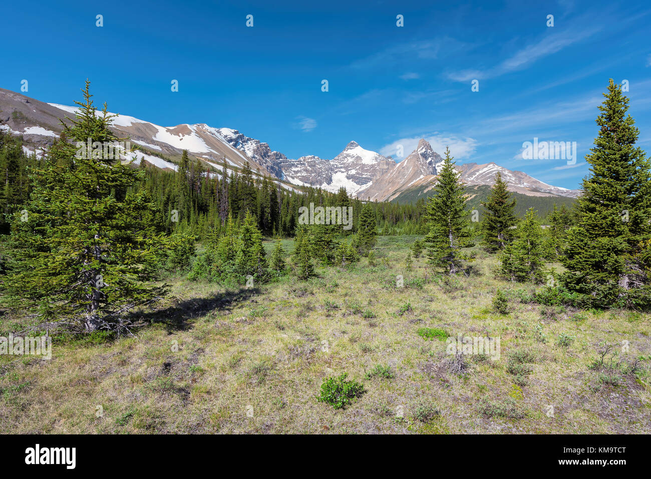 La natura alpina sul primo piano e Canadian Rockies sullo sfondo. Foto Stock