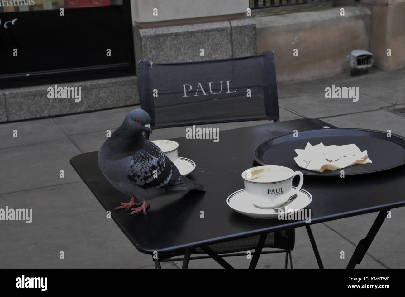 Un feral pigeon, a Londra, raccoglie oltre le briciole, presso una caffetteria all'aperto Foto Stock