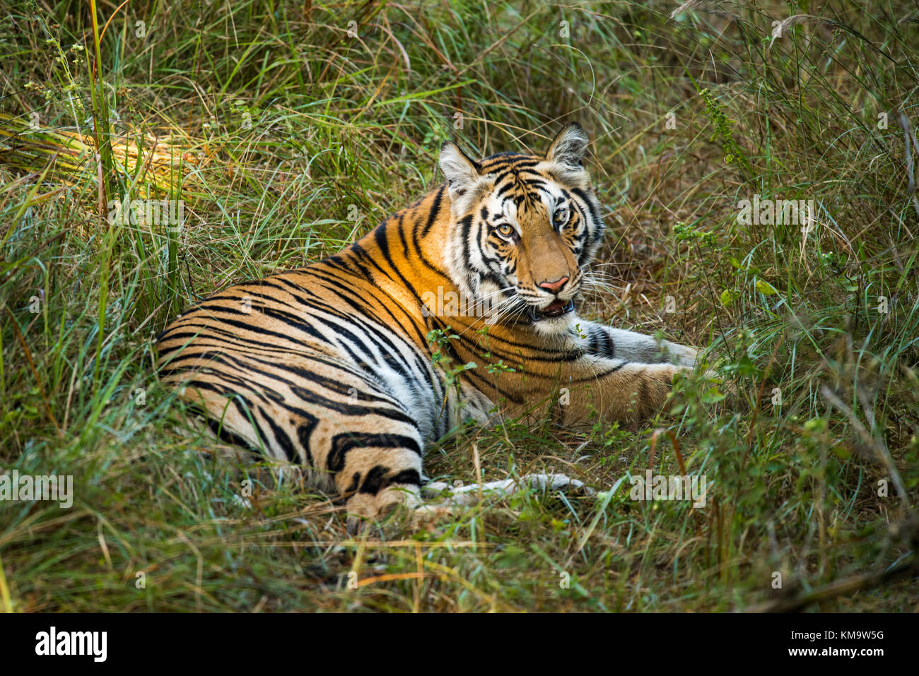 Una tigre da Bandhgargh, India Foto Stock