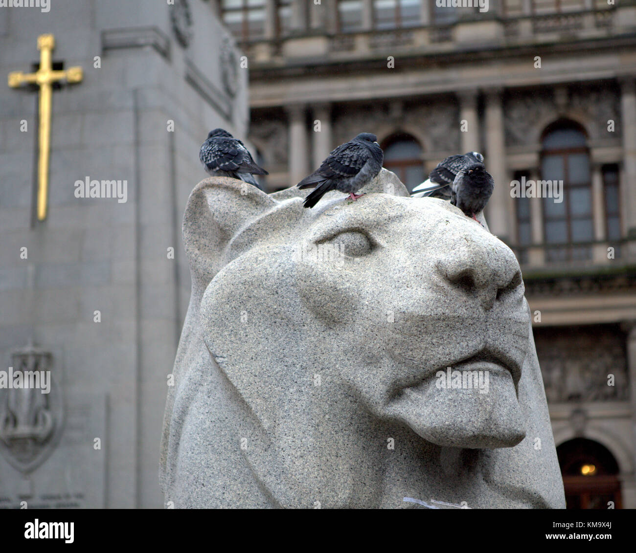 George Square e il cenotafio lion il simbolo dell'impero disrespected da piccioni Foto Stock
