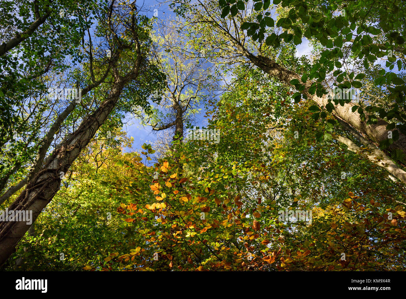 Bosco autunnale guardando verso il cielo attraverso gli alberi Foto Stock