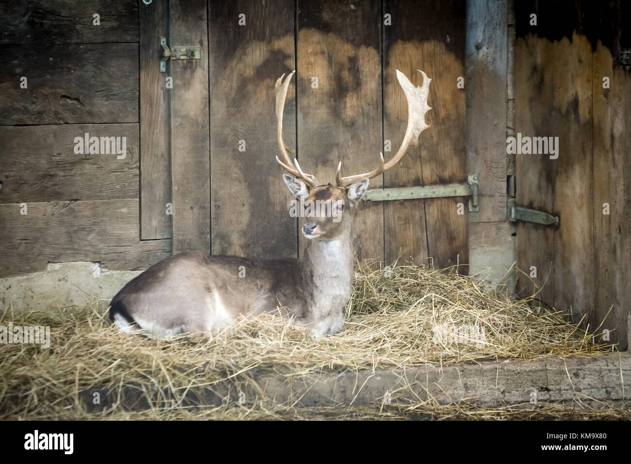 Un cervo sdraiato sul fieno in cattività in appoggio nella parte anteriore del granaio. Foto Stock