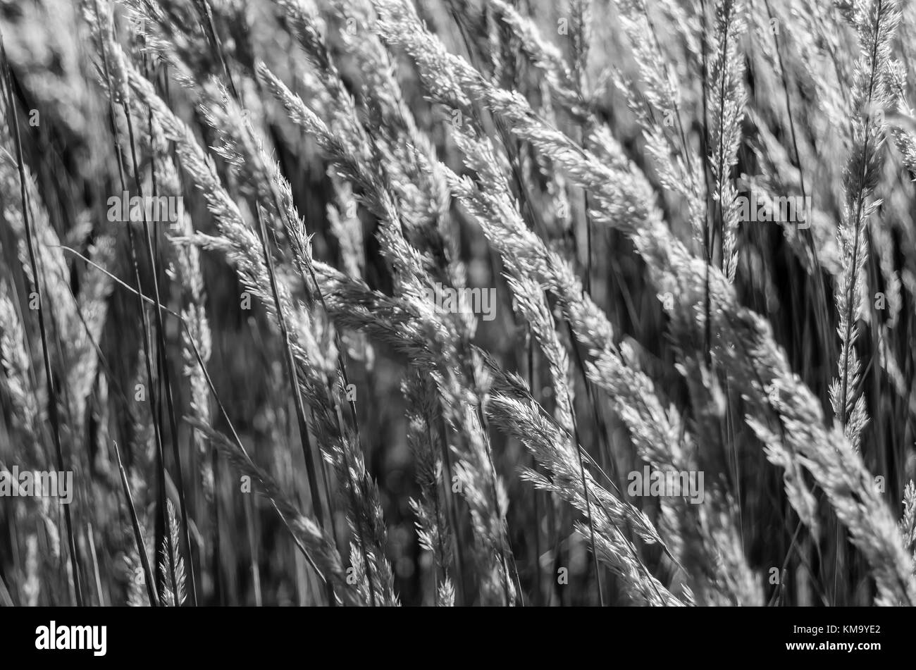 Bianco e nero testurizzato decorativo sullo sfondo di erba Foto Stock