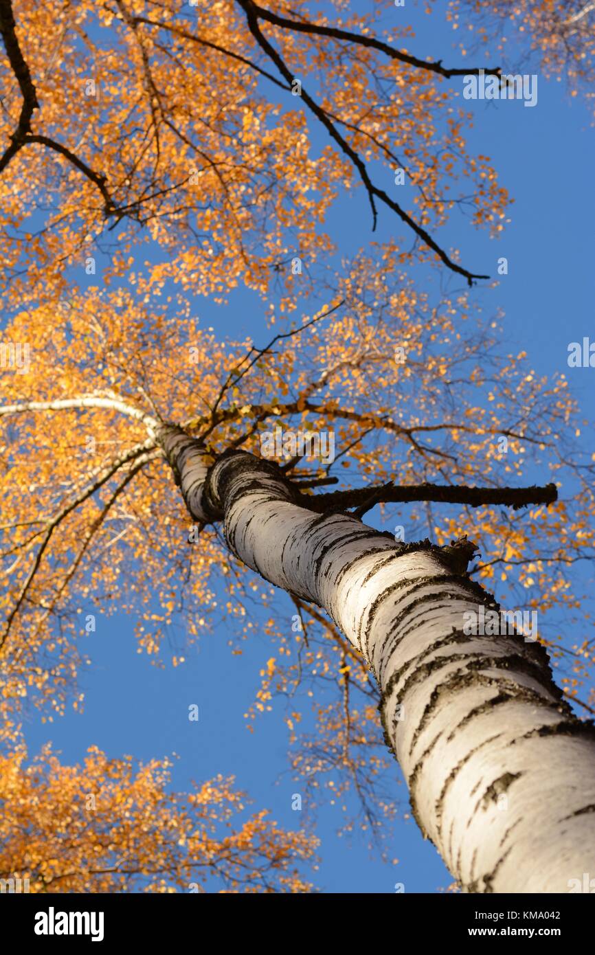 Autunno betulla corona contro un cielo blu chiaro Foto Stock