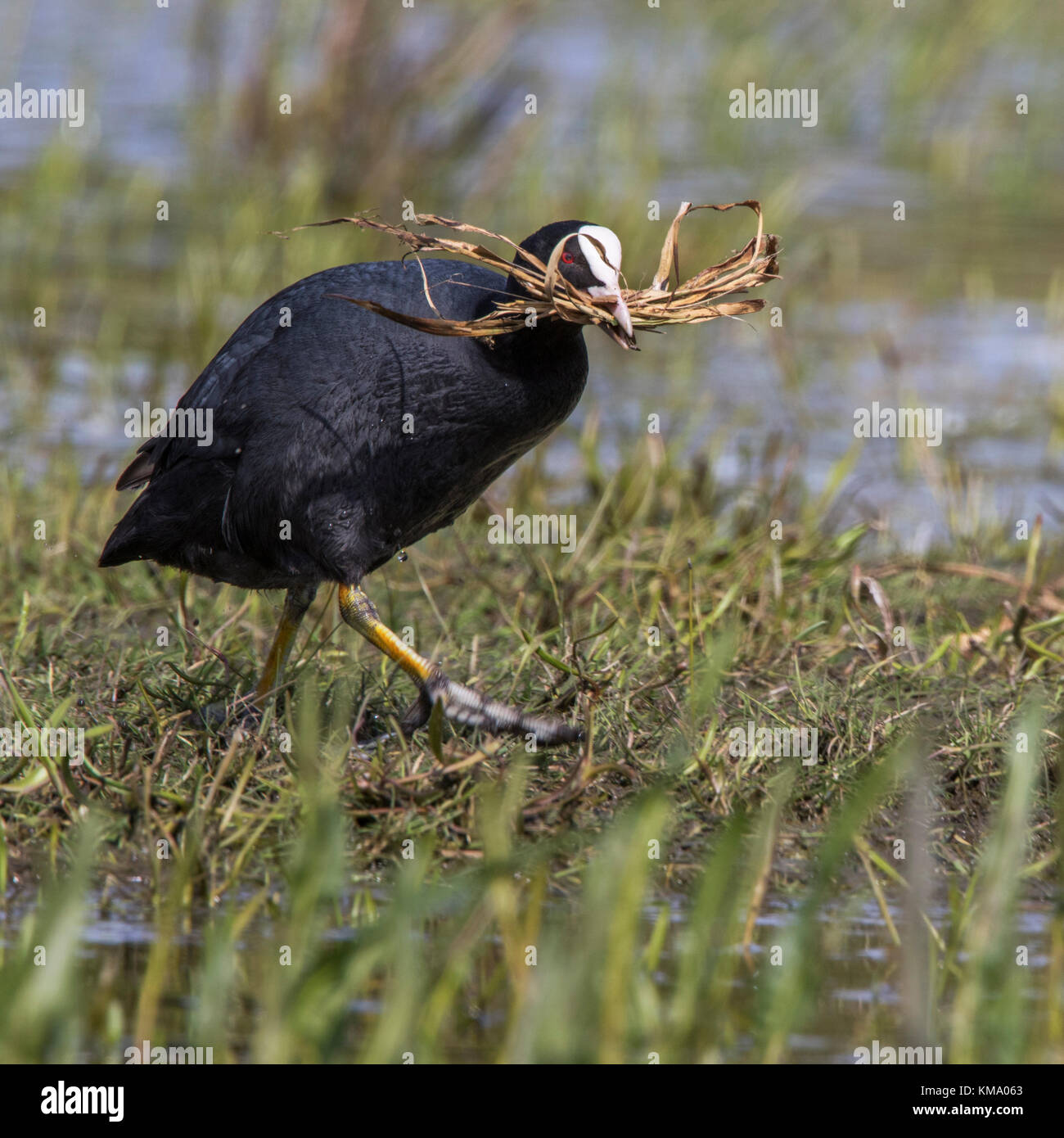 Eurasian folaga (fulica atra) nella zona umida di raccolta materiale di nidificazione come erba lame per la nidificazione nella stagione della riproduzione Foto Stock
