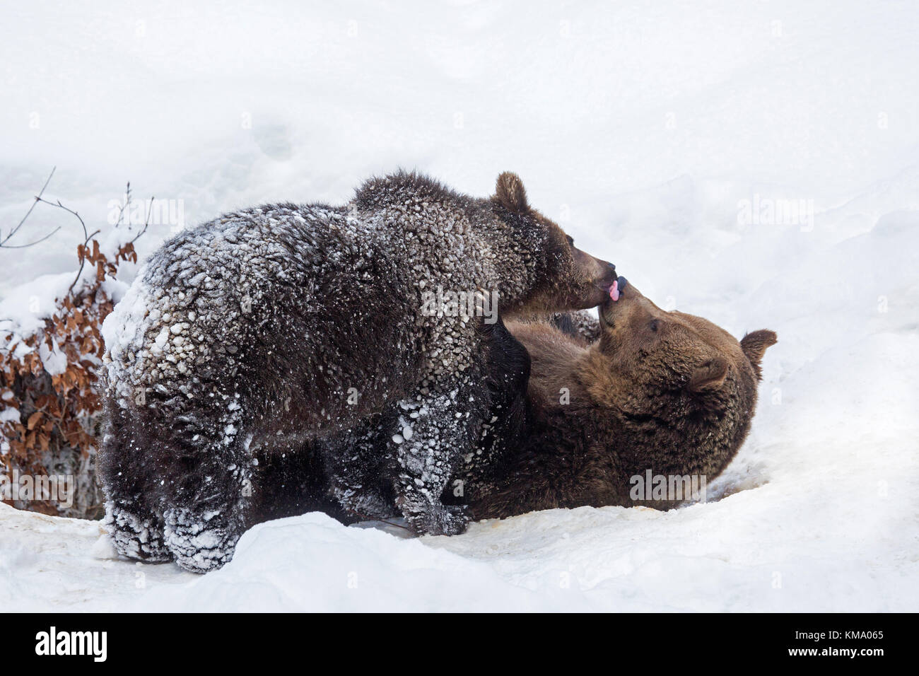 Un anno di vecchio cub saluto femmina di orso bruno (Ursus arctos arctos) nella neve in inverno Foto Stock