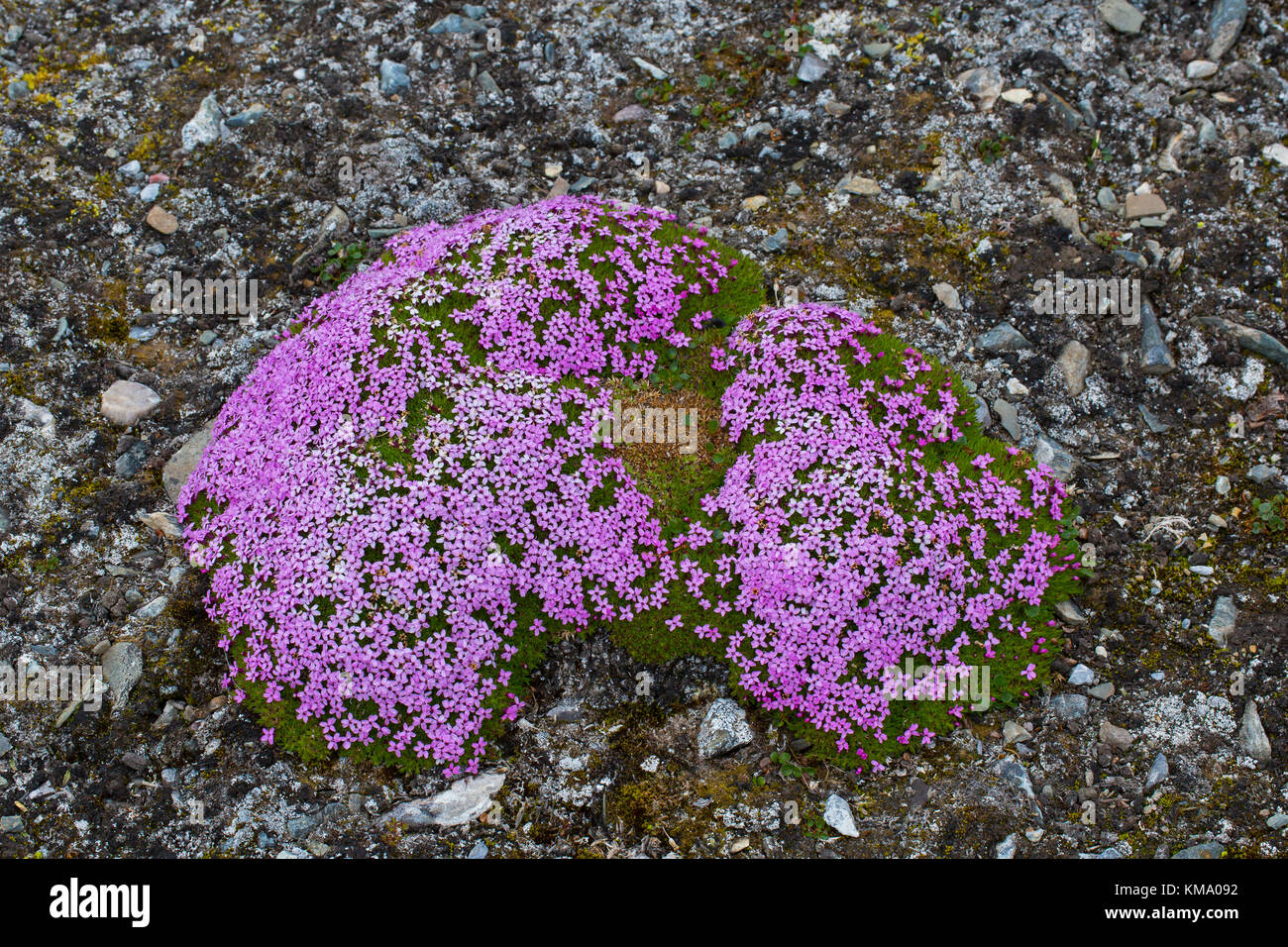 Moss campion / cuscino rosa (Silene acaulis) in fiore in estate sulla tundra artica, svalbard / spitsbergen, Norvegia Foto Stock