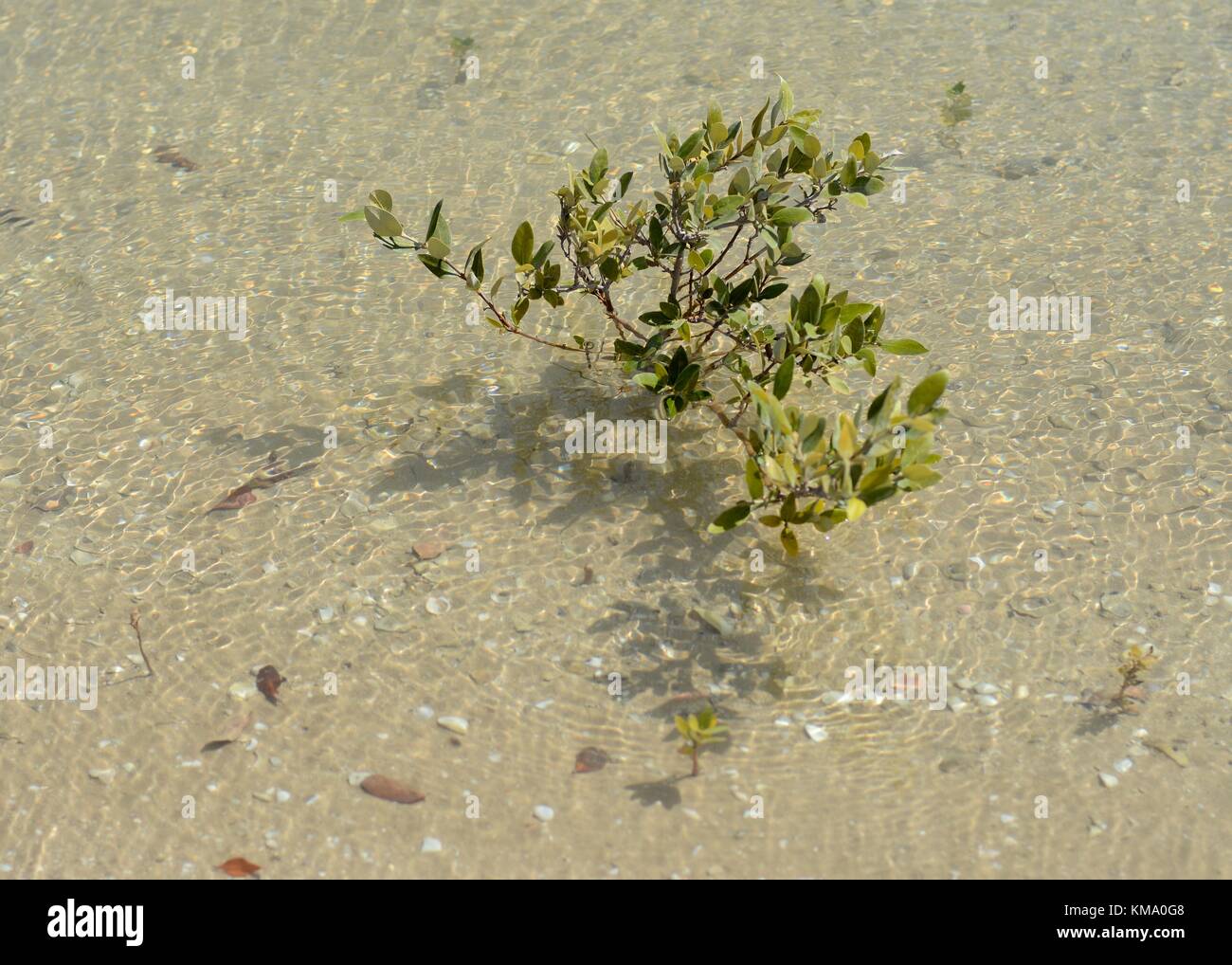 Grigio (mangrovie lat.Avicennia marina) giovani Foto Stock