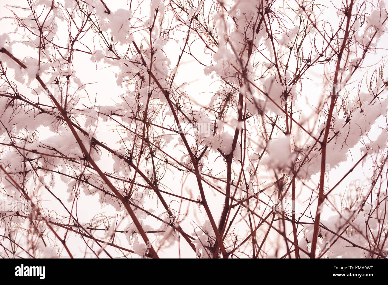 Floral background design invernale Foto Stock