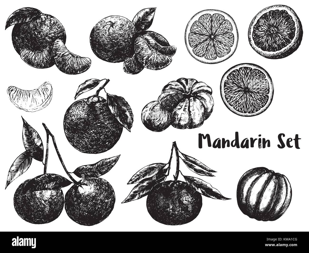 Mano bozzetto set di mandarino frutti. tutta la frutta con foglia e affettato. illustrazione vettoriale isolati su sfondo bianco. Illustrazione Vettoriale
