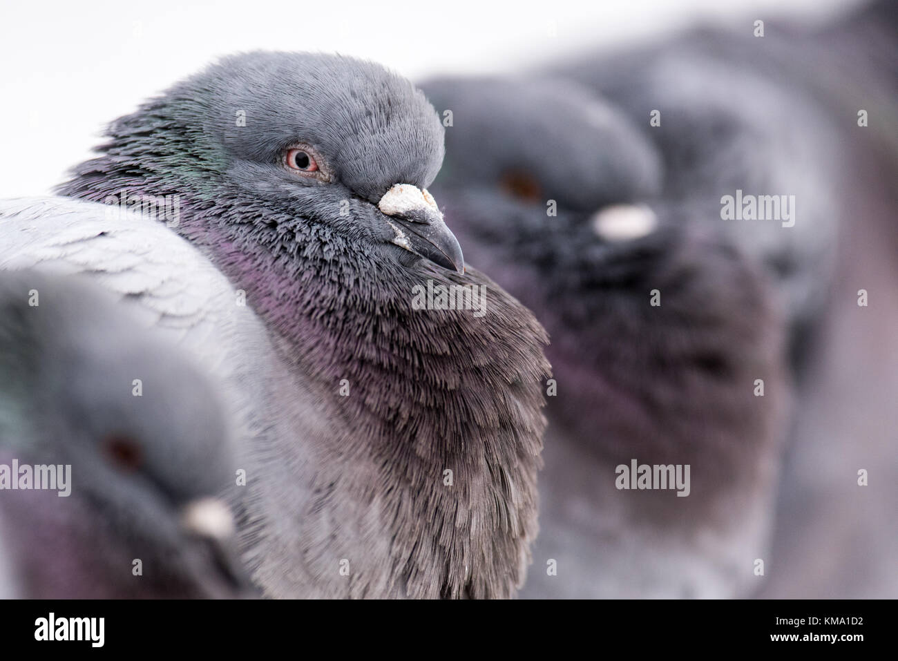 Feral Pigeon huddling per mantenere in caldo Foto Stock