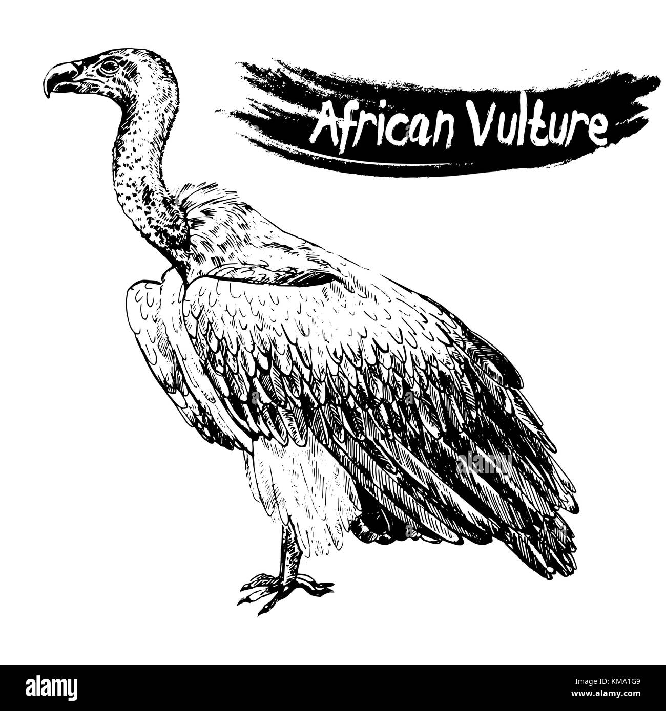 Mano bozzetto stile africano avvoltoio. illustrazione vettoriale isolati su sfondo bianco. Illustrazione Vettoriale