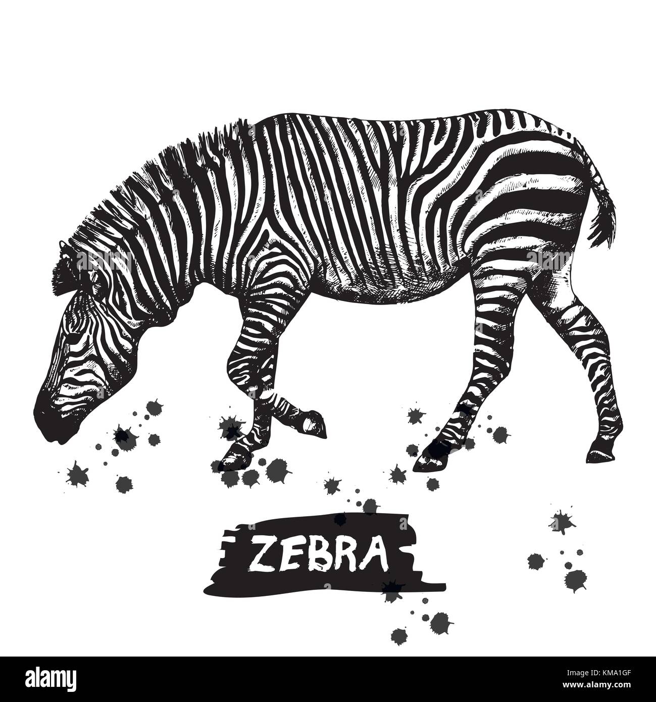 Mano bozzetto di zebra. illustrazione vettoriale isolati su sfondo bianco. Illustrazione Vettoriale