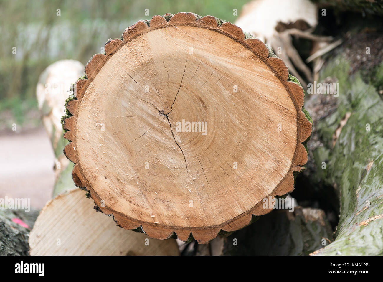 Taglio di un albero di quercia su un palo Foto Stock