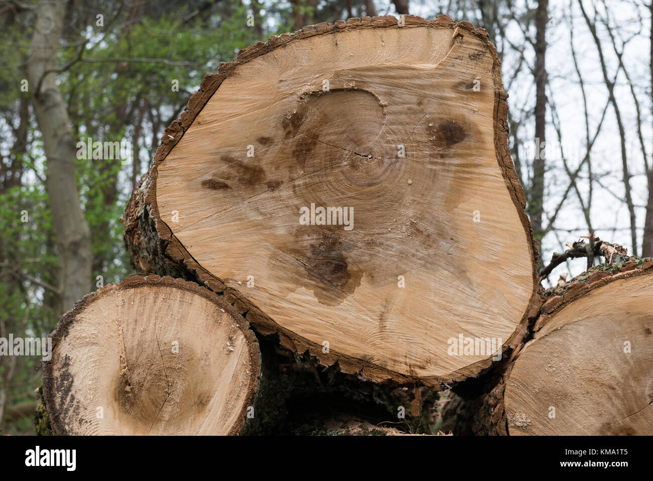 Tagliare gli alberi di quercia malati nella foresta Foto Stock