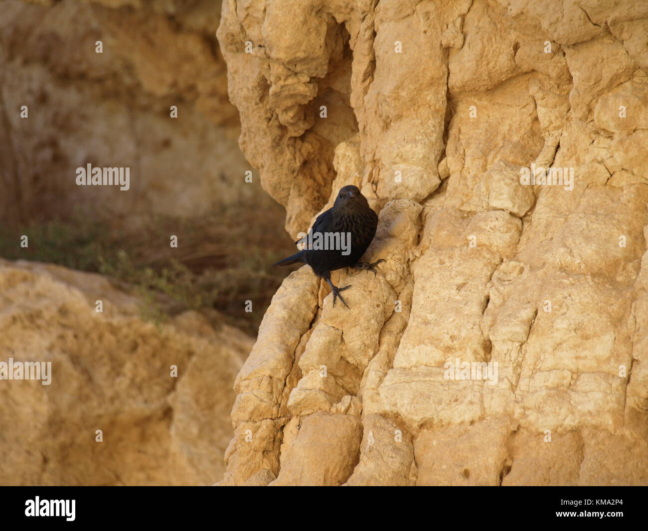 Black Bird holding sulla scogliera Foto Stock