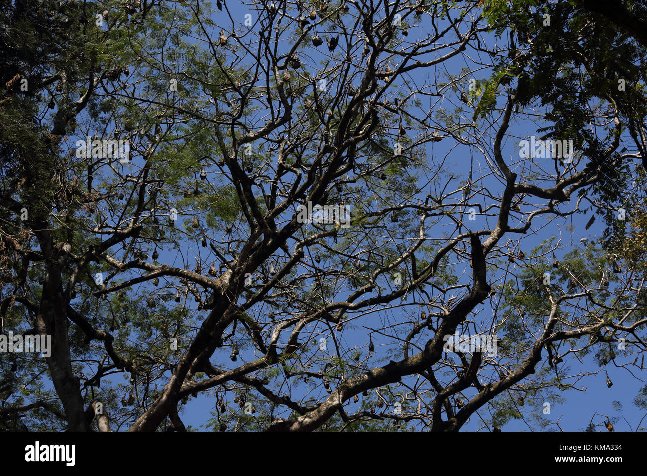 Peradeniya Kandy centrale Provincia dello Sri Lanka Peradeniya Royal Botanical Gardens colonia di pipistrelli della frutta in alberi Foto Stock