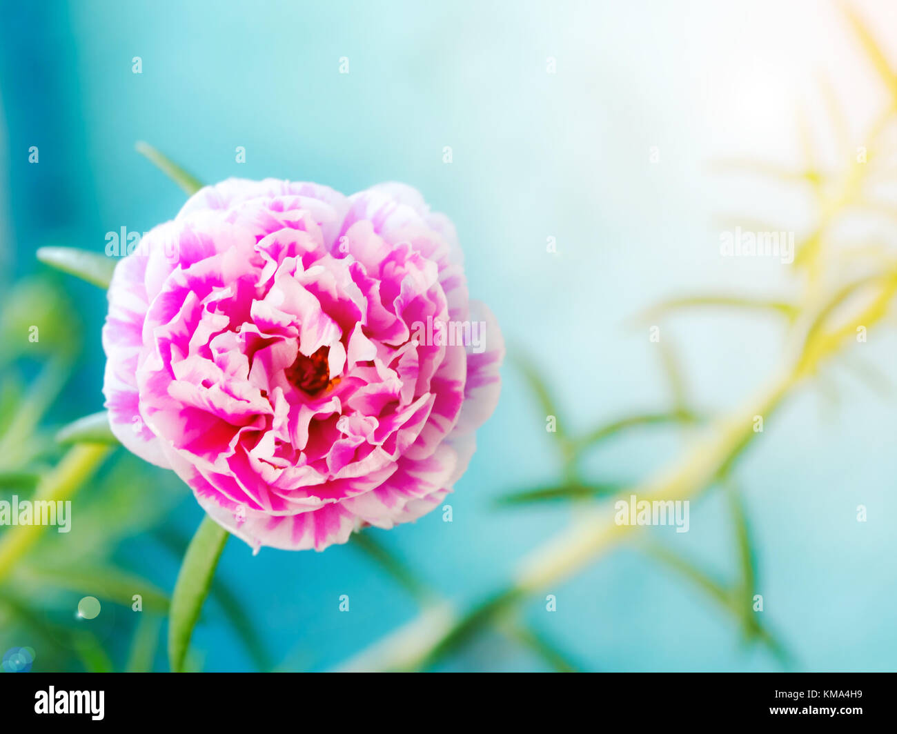 Portulaca Fiori In Mattinata Foto Stock Alamy