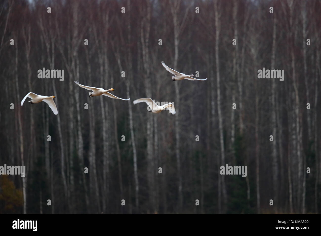 La migrazione Whooper cigni (Cygnus cygnus) in autunno, Estonia. Foto Stock