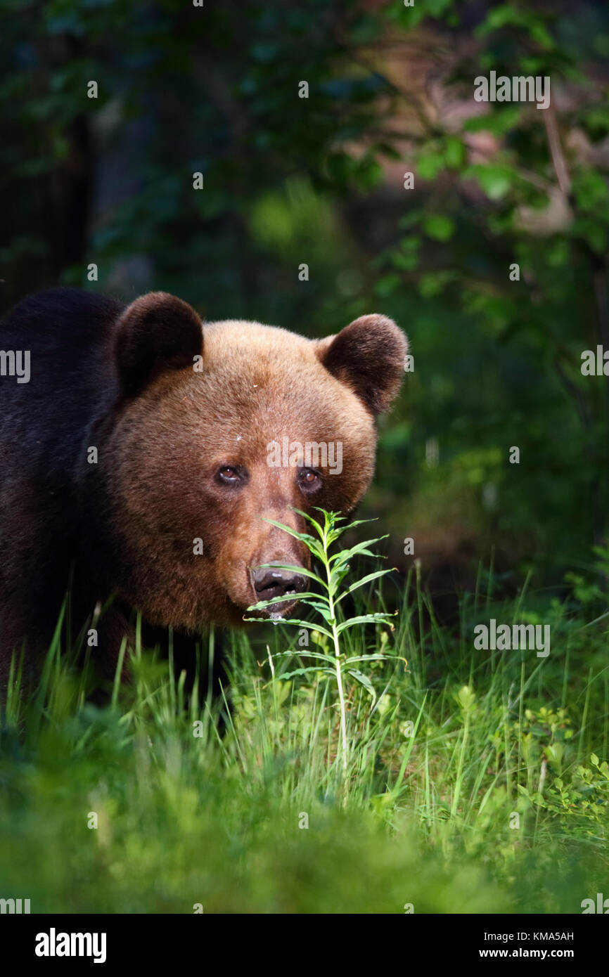 Orso bruno Ursus arctos in Estonia, l'Europa. Foto Stock