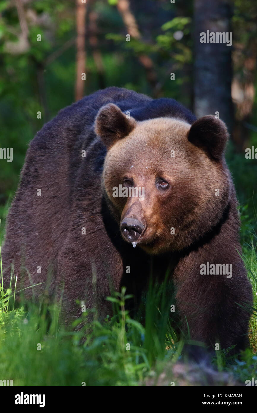 Orso bruno Ursus arctos in Estonia, l'Europa. Foto Stock