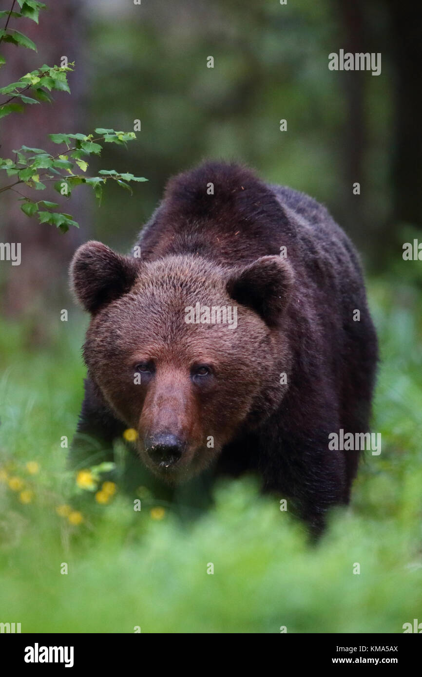 Orso bruno Ursus arctos in Estonia, l'Europa. Foto Stock
