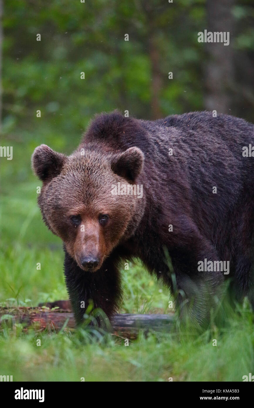 Orso bruno Ursus arctos in Estonia, l'Europa. Foto Stock