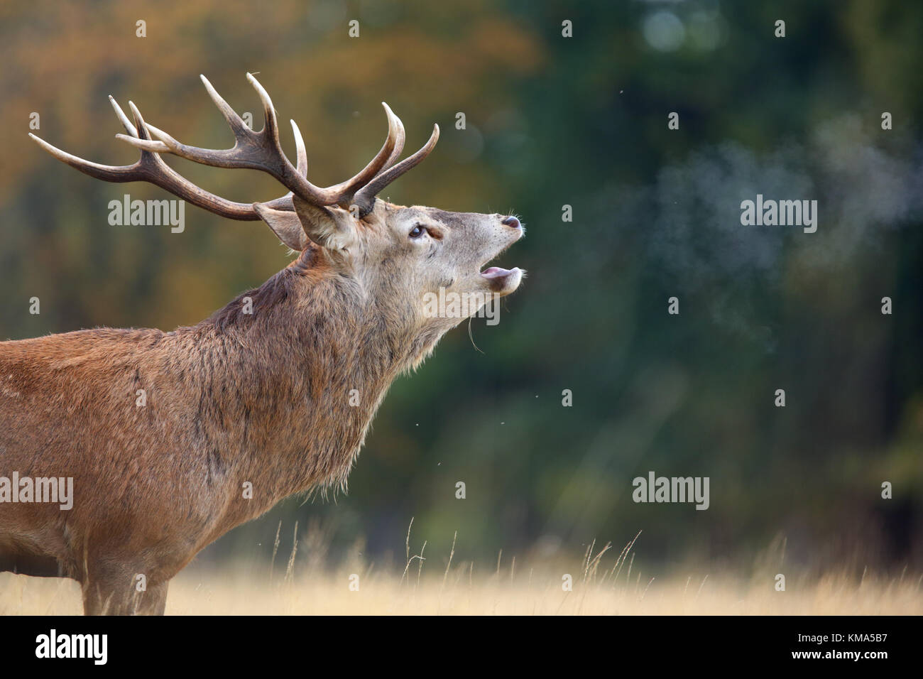 Il cervo (Cervus elaphus) stag, rumoreggianti durante la routine con il respiro che si condensa nel aria fredda, Richmond Park, Richmond Upon Thames, London, England, Ottobre Foto Stock