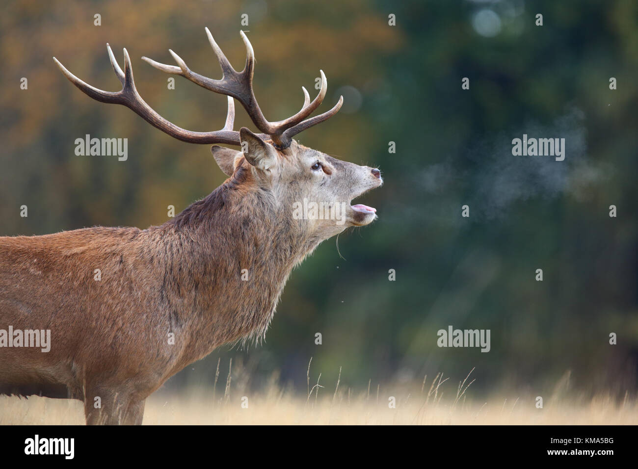 Il cervo (Cervus elaphus) stag, rumoreggianti durante la routine con il respiro che si condensa nel aria fredda, Richmond Park, Richmond Upon Thames, London, England, Ottobre Foto Stock