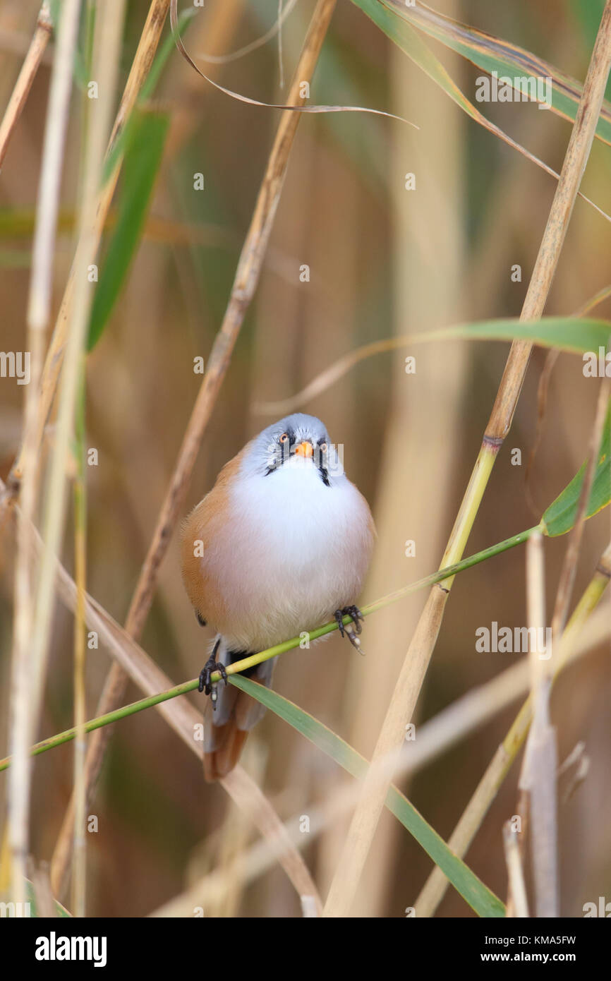 Voce maschile Basettino, Panurus biarmicus in Europa Foto Stock
