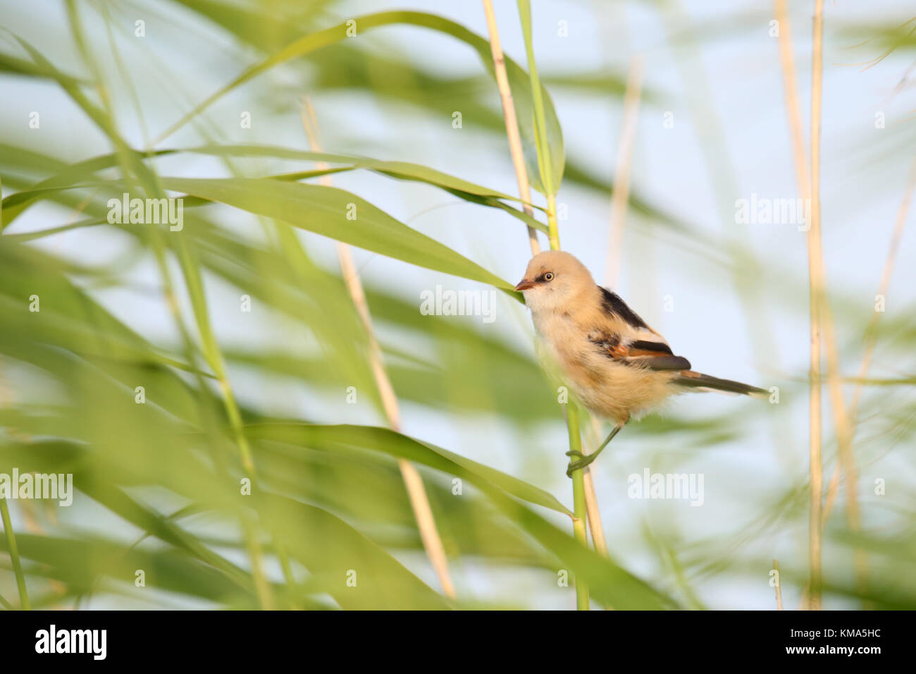 I capretti barbuto Reedling / Basettino (Panurus biarmicus) aggrappato a un reed levetta in reedbed. Europa Foto Stock