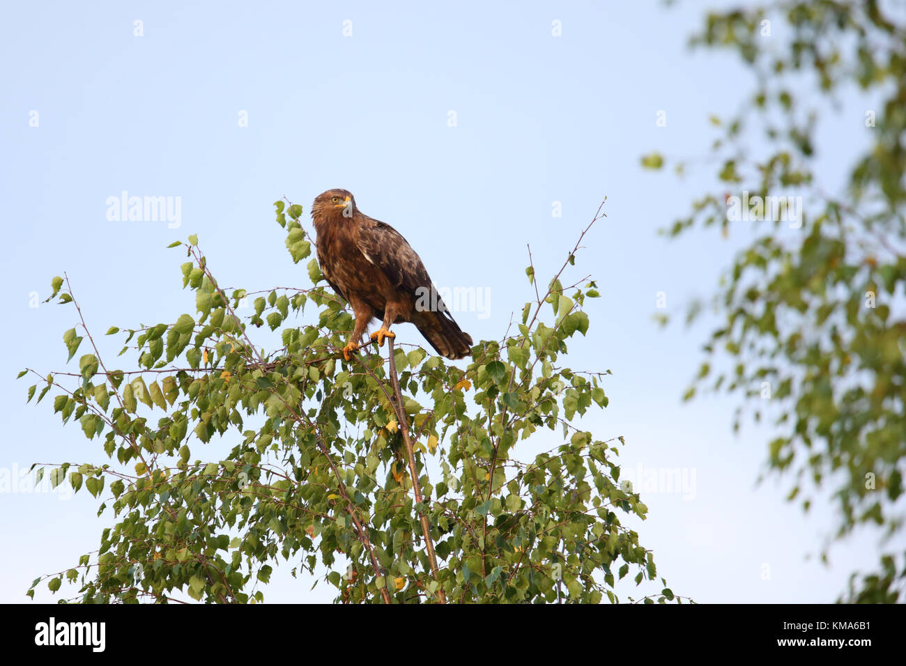 Lesser Spotted Eagle (Aquila pomarina) nella fine dell'estate in Europa Foto Stock