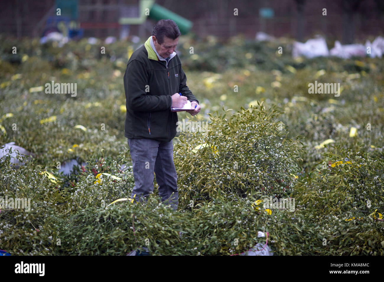 Un membro del pubblico ispezionano il vischio e agrifoglio per la vendita durante il vischio annuale e holly asta a Burford House Garden memorizza in Tenbury Wells, Worcestershire. Foto Stock