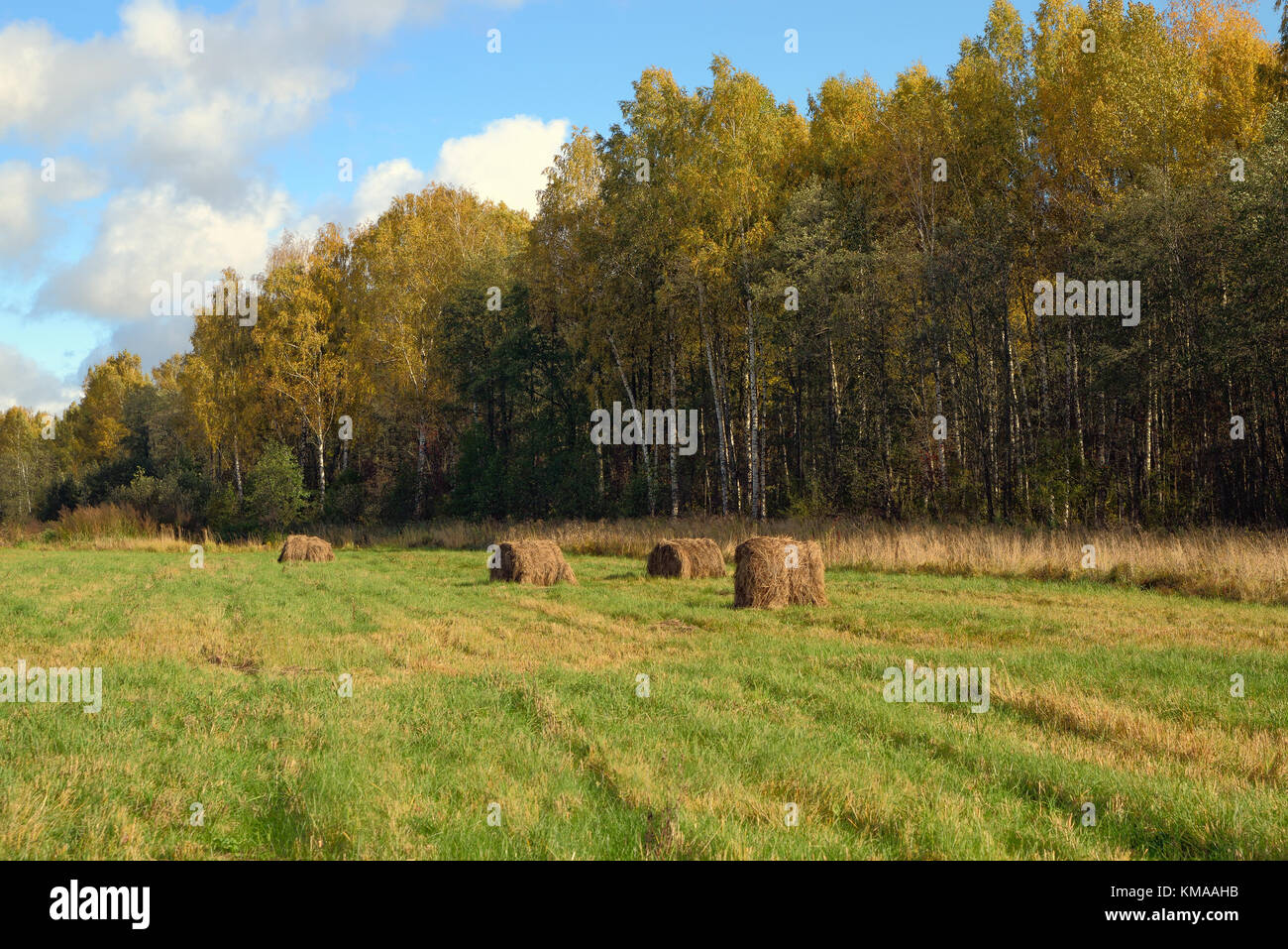 Prato e bosco di latifoglie edge in autunno Foto Stock