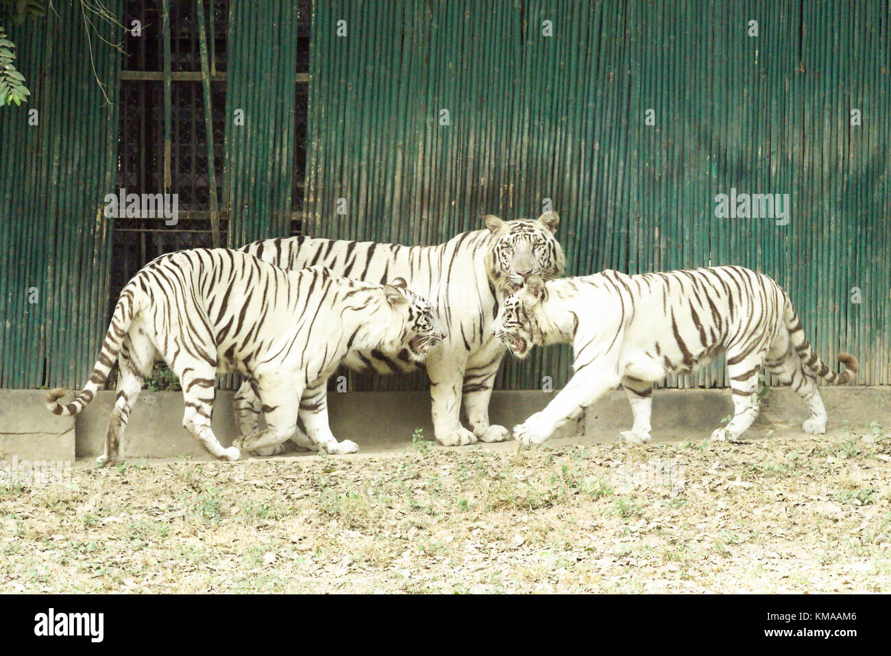 Tre tigri bianche a Delhi zoo Foto Stock