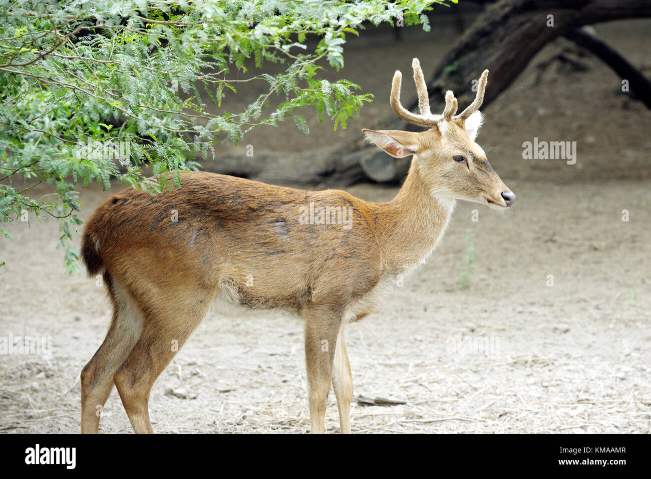 Brow antlered deer presso lo zoo di Delhi Foto Stock