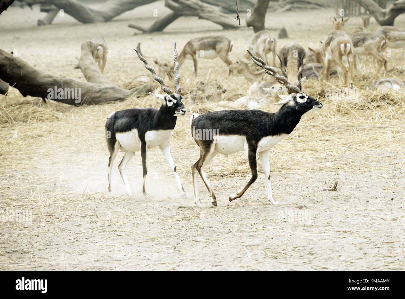 Antilopi a Delhi zoo Foto Stock