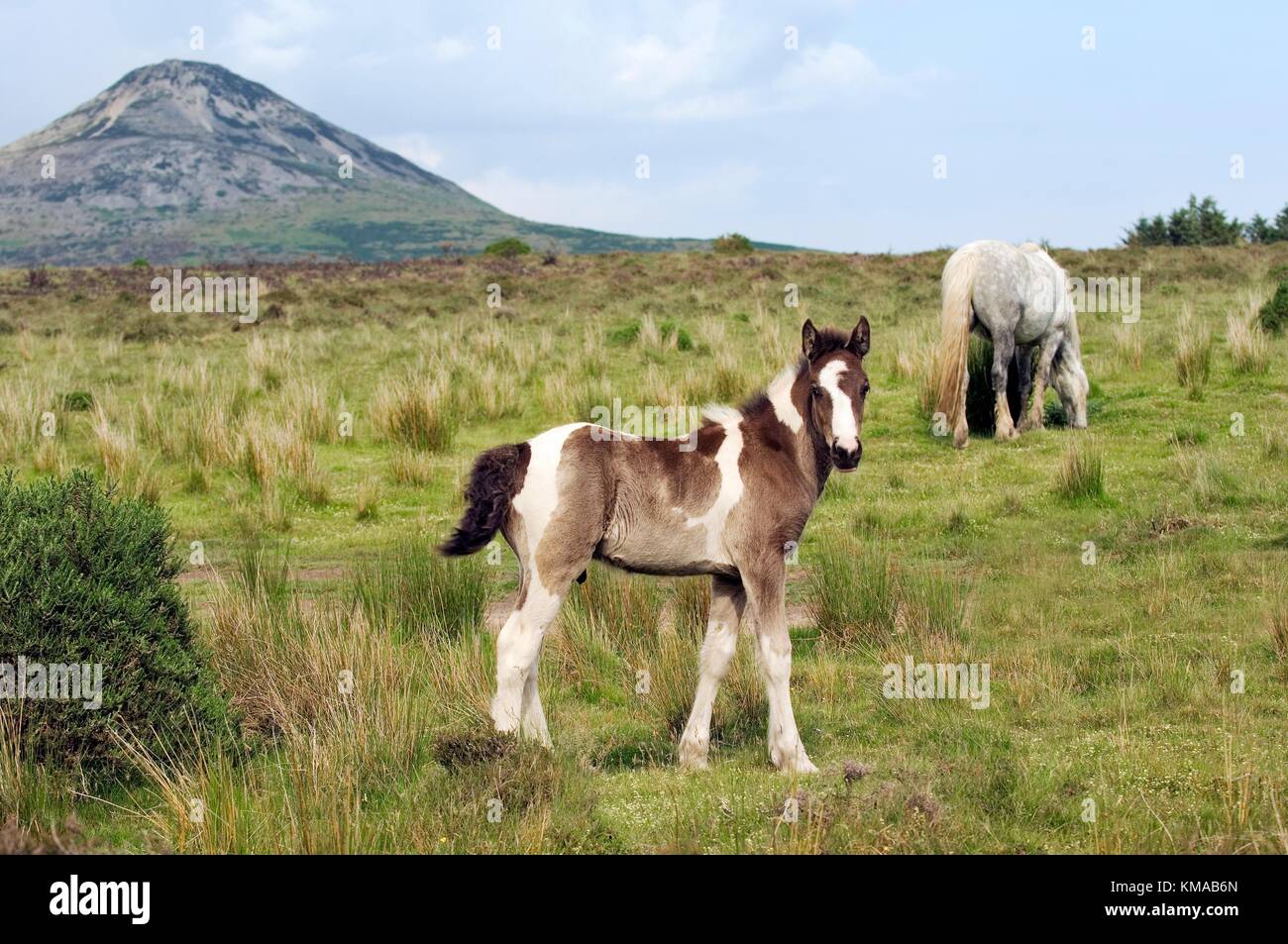 Ponies pascolano nelle colline di Wicklow a sud di Enniskerry, contea di Wicklow, Irlanda Foto Stock