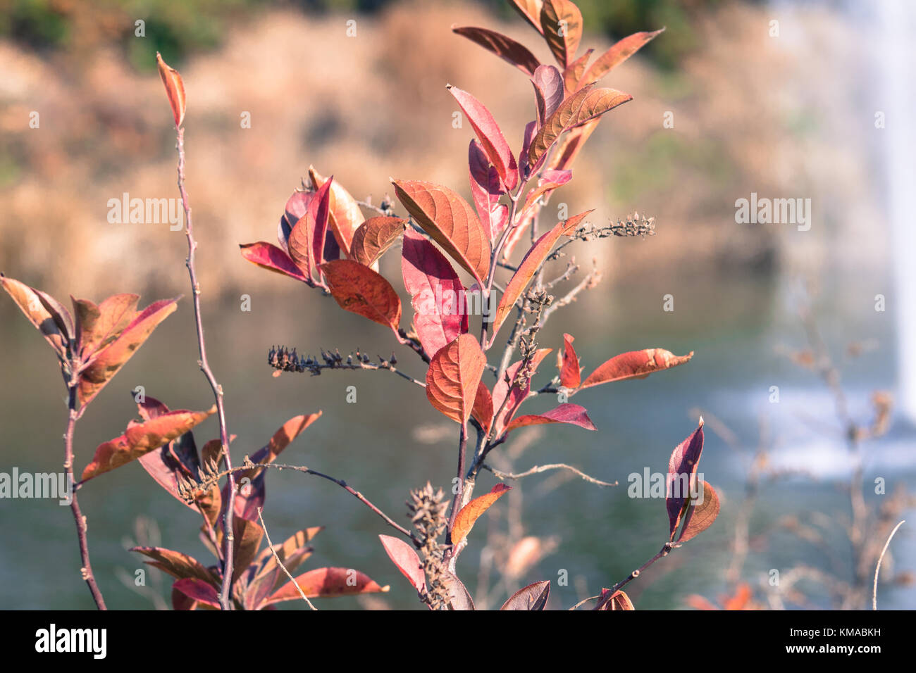 Foglie rosse in riva al lago Foto Stock