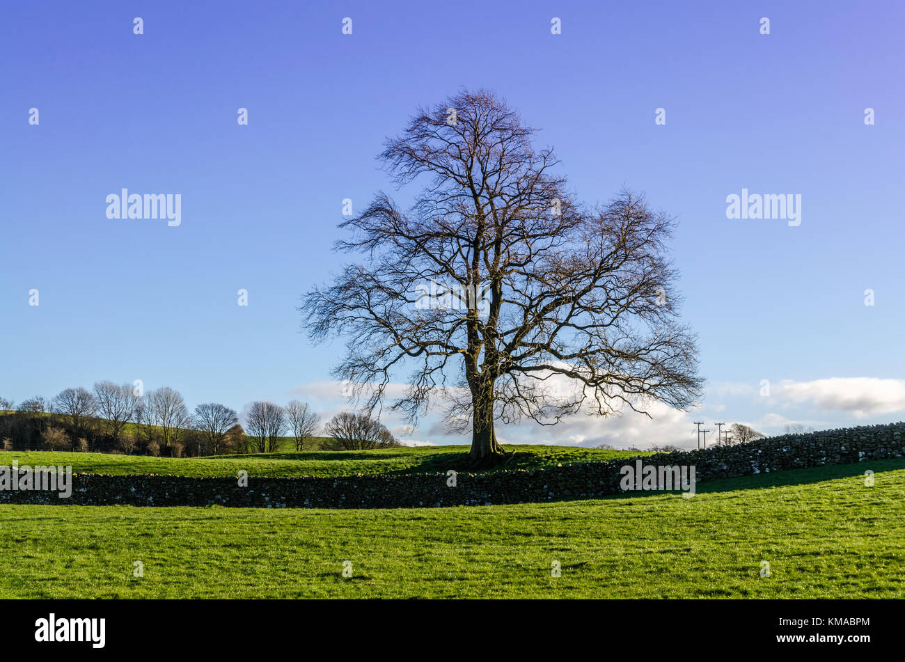 Un inverno Lone Tree con un secco muro di pietra Foto Stock