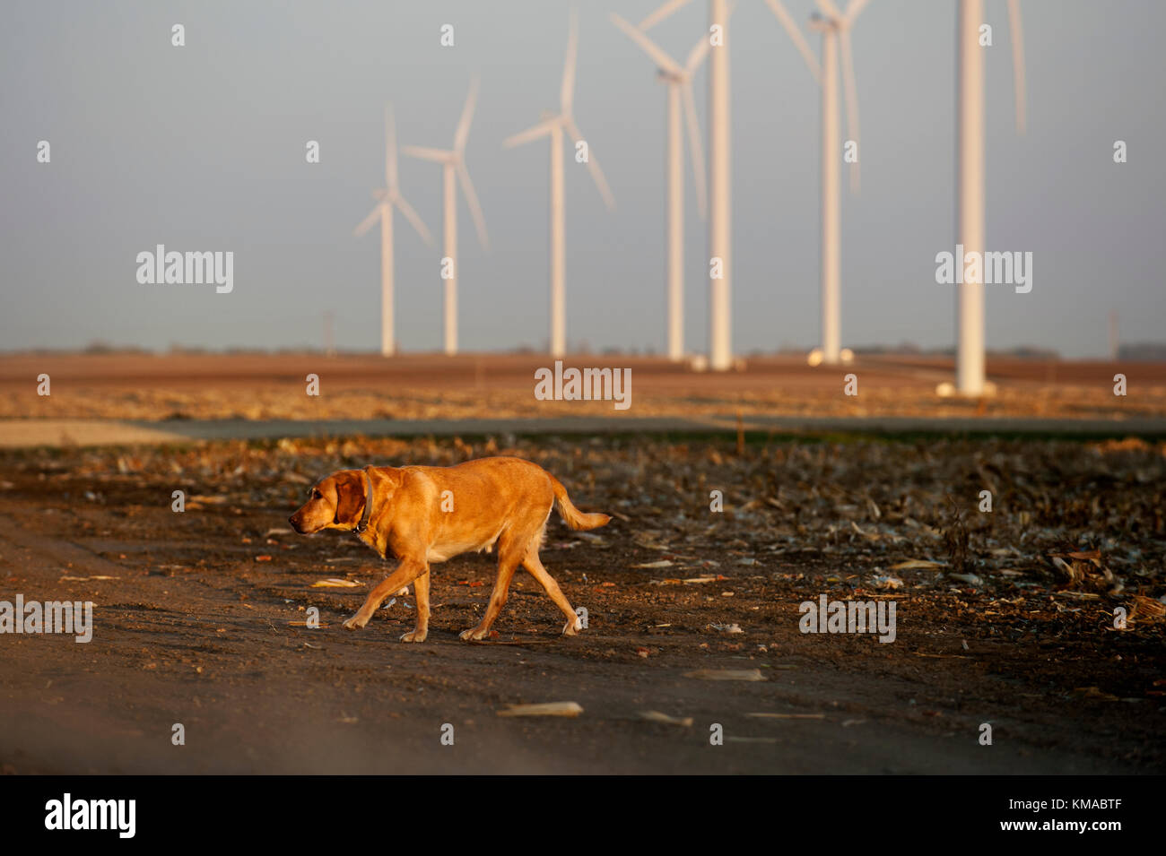 Giallo LABRADOR girovagando appena raccolto sul campo di mais Foto Stock