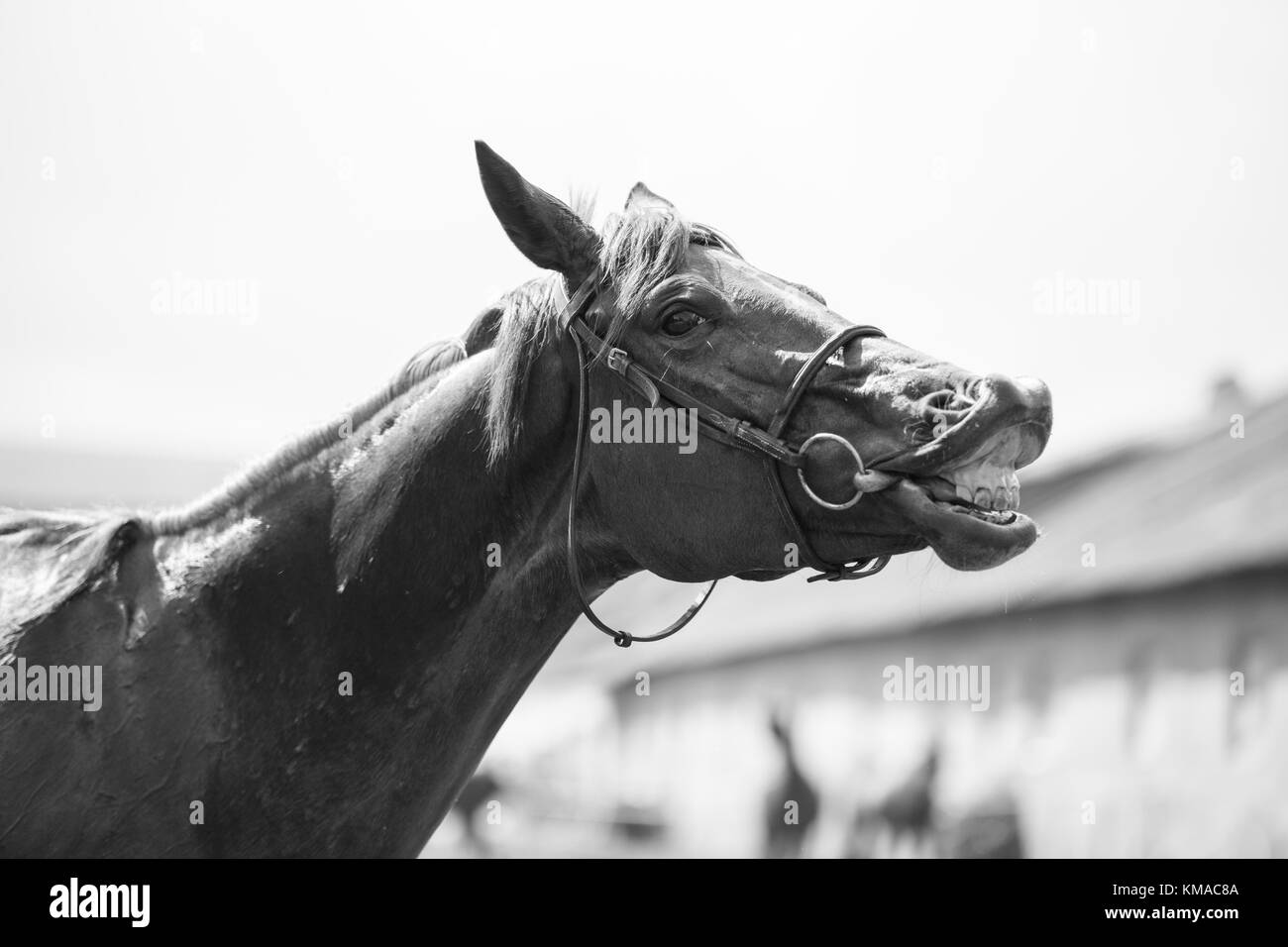 Divertente ritratto della testa di cavallo sorridente al rancho Foto Stock